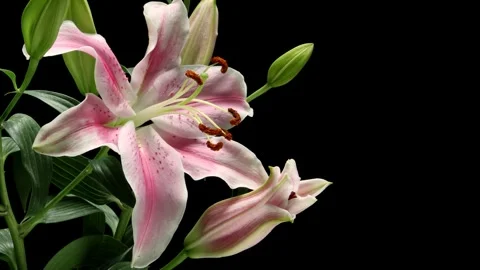 Stargazer Lily Time-lapse Stock Footage 281534051