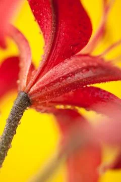 Stargazer Lily on Yellow Background Stock Photos