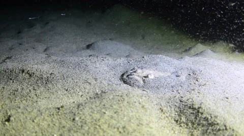 Stargazer in the Sand Stock Footage 64358069