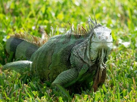 Staring Back At You Stock Photos