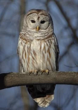 Staring Barred Owl perched on tree branch at dusk Stock Photos