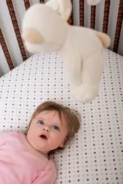 Staring at the bear Stock Photos