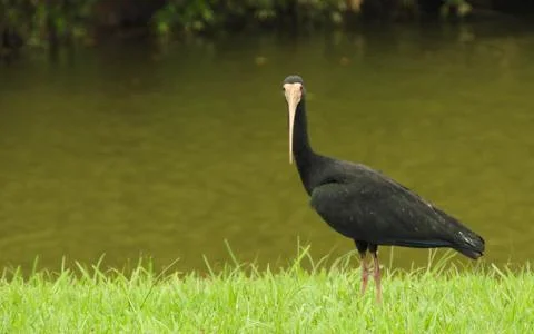 Staring Bird Stock-Fotos