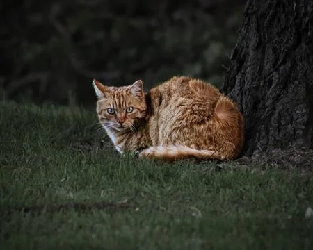 Staring cat lying on grass Foto stock