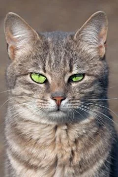 Staring cat Stock Photos