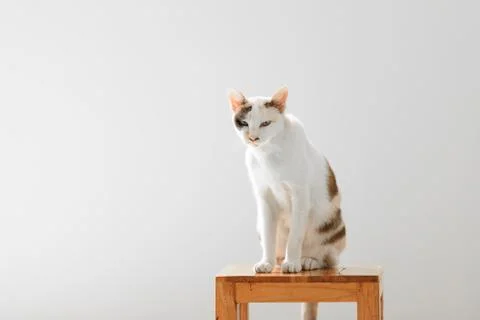 Staring Cat Stock Photos