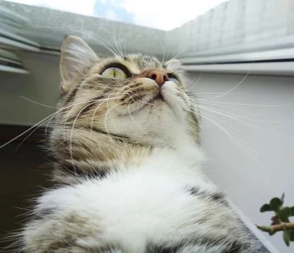 Staring cat Foto stock