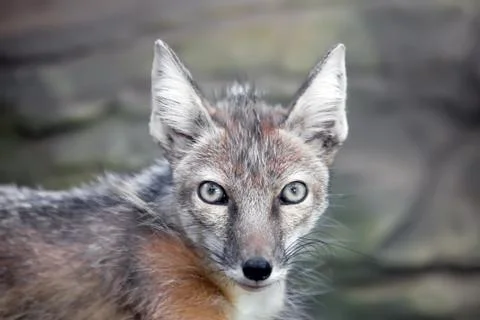 Staring corsac fox Stock Photos