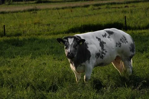 Staring Cow in field Stock Photos