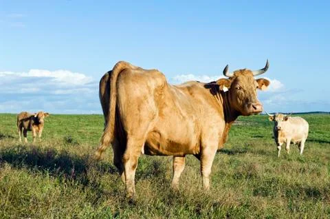 Staring cow Stock Photos