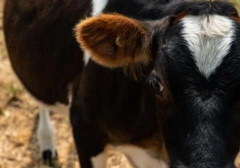 Staring cow Stock Photos