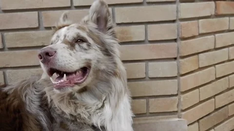 Staring Dog in the bricks Stock Footage 141388329