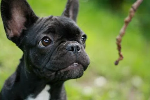 Staring dog Stock Photos