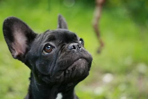 Staring dog Stock Photos