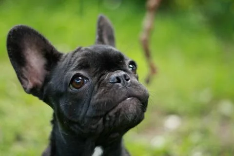 Staring dog Stock Photos