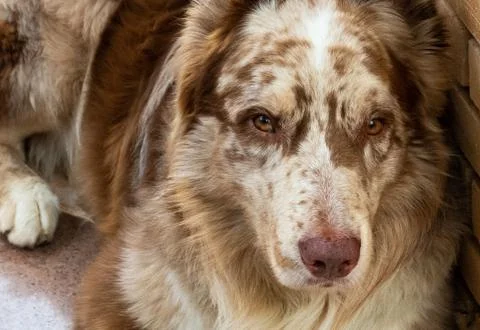 Staring dog Stock Photos