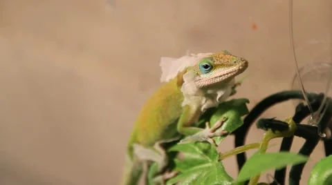 Staring down a lizard 動画素材 1070887