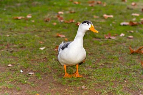 Staring duck Stock Photos