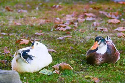 Staring duck Stock Photos