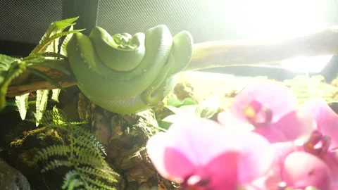Staring at a Green Tree Python in Enclosure at Zoo Stock Footage 202175552