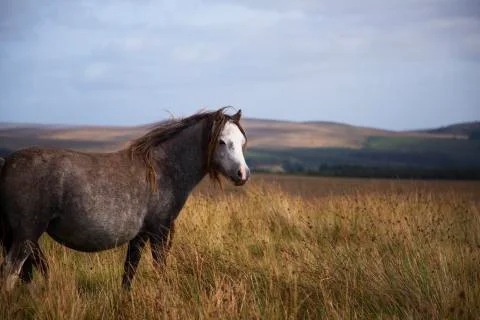 Staring grey pony  Stock Photos