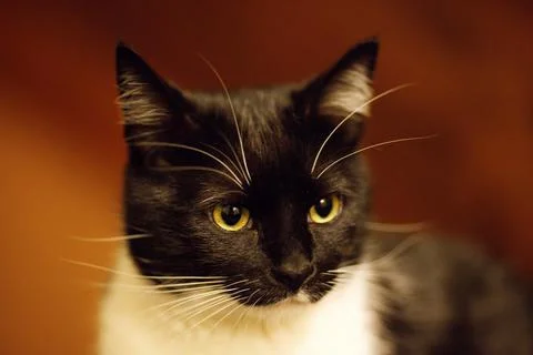 Staring House Cat Stock Photos