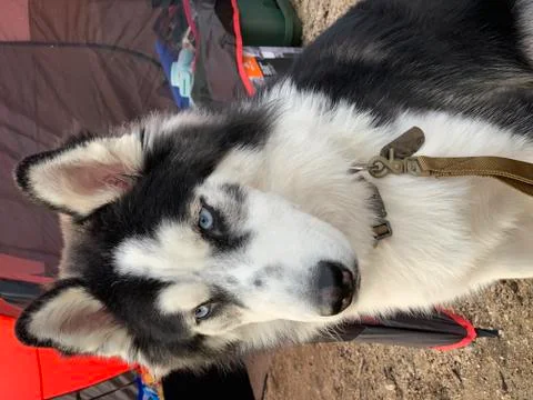 Staring husky Stock Photos