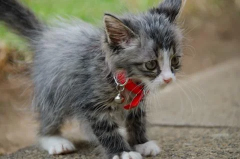 Staring kitten Stock Photos