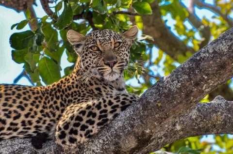 Staring leopard Stock Photos