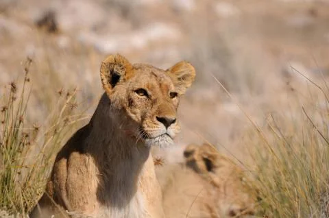 Staring lion Stock Photos