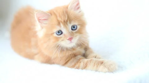 Staring Maine Coon 動画素材 332500898