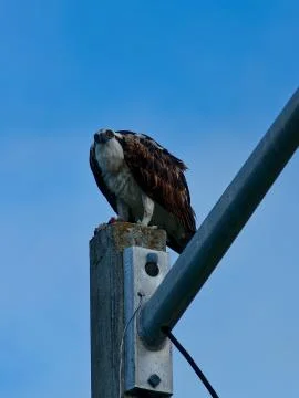 Staring Osprey on Perch Stock-Fotos