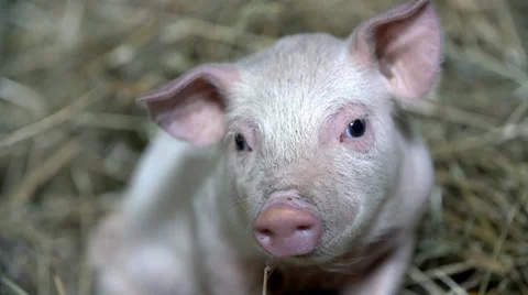 Staring piggy Video stock 36410753