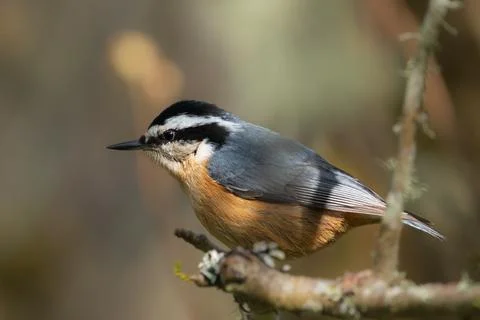 Staring - Red-breasted Nuthatch (Sitta canadensis) looking intensly for food. Stock Photos