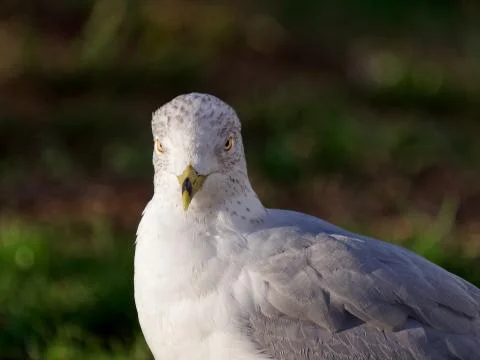 Staring Seagull Stock Photos