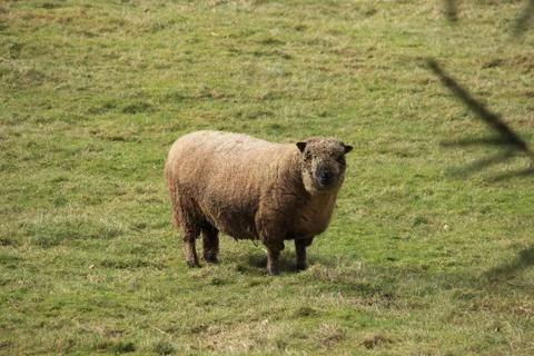 Staring sheep on a green gras Stock Photos