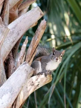 Staring Squirrel Foto stock