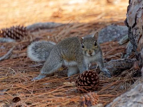 Staring Squirrel Stock-Fotos