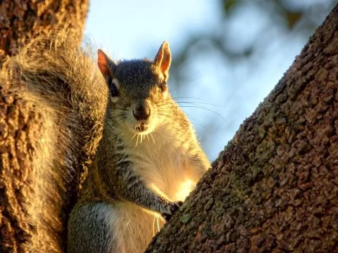 Staring Squirrel Stock Photos