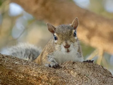 Staring Squirrel Stock Photos