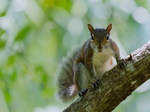 Staring Squirrel Stock Photos