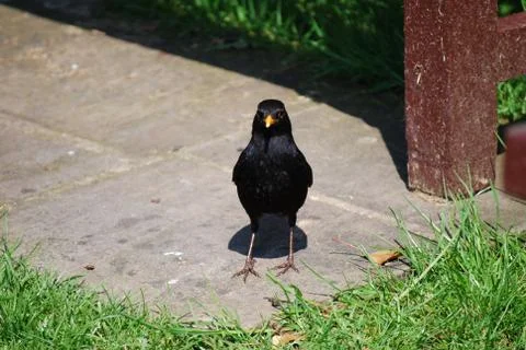 Staring starling Stock Photos