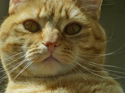 Staring Tabby 写真素材