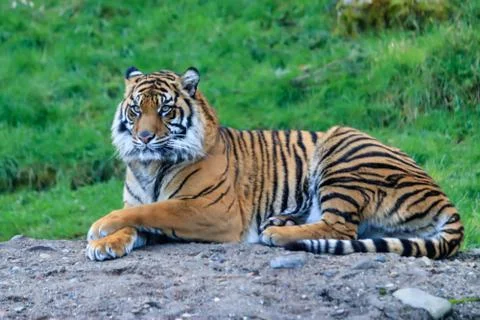 Staring tiger on a rock Stock Photos