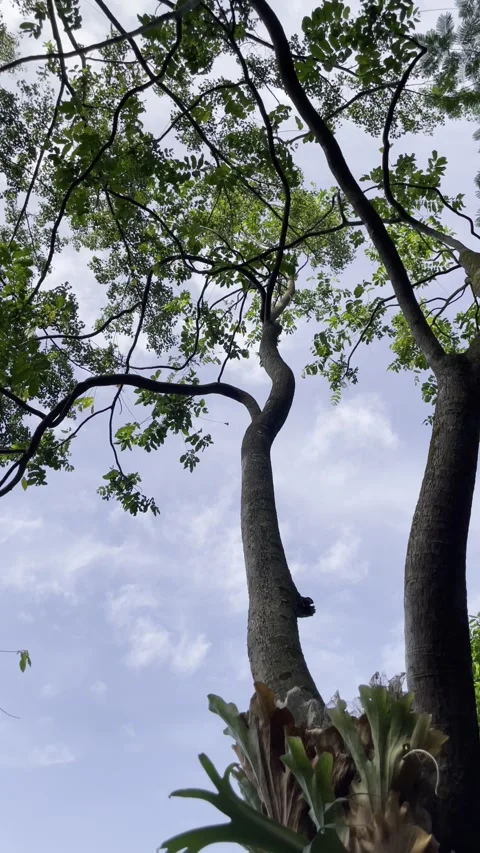 Staring up at the tree with green leaves and blue sky background Stock Footage 301878710