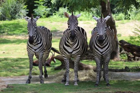 Staring Zebras Stock Photos