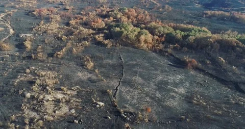 The stark and powerful contrast between a dead and a living forest The Bord.. Stock-Footage 317157951