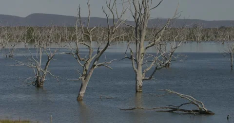 Stark Bare Branches Flooded Australian Inland Lake 8K Video stock 331328293