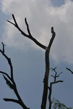Stark Dead Tree Branches Against a Cloudy Blue Sky Stock Photos