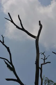 Stark Dead Tree Branches Against a Cloudy Blue Sky Stock Photos